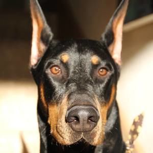 Meet your Posher, Anna